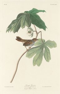 Sumpspurv, 1829. av Robert Havell