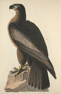 The Bird of Washington eller Great American Sea Eagle, 1827.