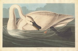 Trompetersvanen, 1838. av Robert Havell