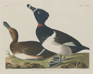 Tufted Duck, 1834. av Robert Havell