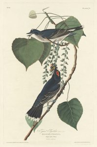 Tyrantfluesnapper, 1830. av Robert Havell