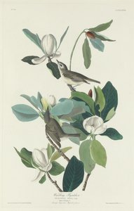 Warbling Fluesnapper, 1831. av Robert Havell