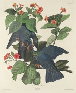 Hvitkronet due, 1833. av Robert Havell