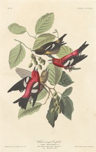 Hvitvinget korsnebb, 1837. av Robert Havell
