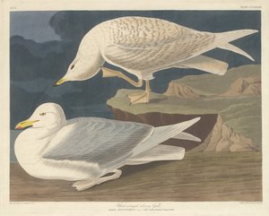 Hvitvinget sølvmåke, 1835. av Robert Havell