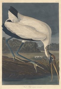 Wood Ibis, 1834. av Robert Havell