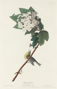 Gulstrupet Vireo, 1831. av Robert Havell
