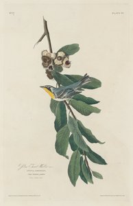 Gulstrupesanger, 1830. av Robert Havell