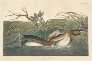 American Pied-Bill Dobchick av Robert Havell after John James Audubon