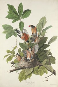 Amerikanske Robin av Robert Havell after John James Audubon
