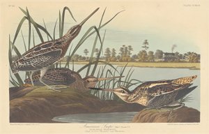 Amerikansk snipe av Robert Havell after John James Audubon