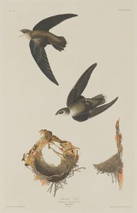 American Swift   1248455   no       norwegian Successfully Translated  Original: Crabs Near the Waters Edge, ca. 1830. Translat: Crabs Near the Water