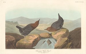 American Water Ouzel av Robert Havell after John James Audubon