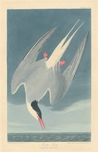 Rødnebbterne av Robert Havell after John James Audubon