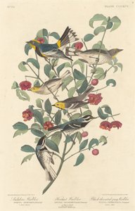 Audubonsanger, eremittsanger og svartstrupet gråsanger av Robert Havell after John James Audubon