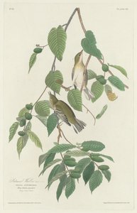 Høstsanger av Robert Havell after John James Audubon