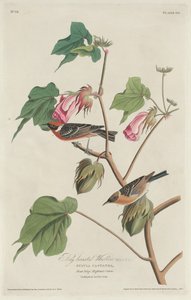 Blåbrystsanger av Robert Havell after John James Audubon