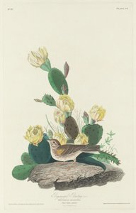 Bay-winged Bunting av Robert Havell after John James Audubon