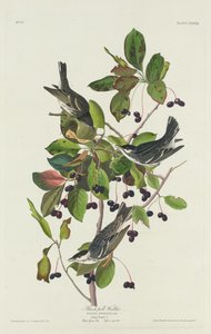 Black-Pool Warbler av Robert Havell after John James Audubon