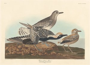 Svartbuk av Robert Havell after John James Audubon