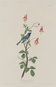 Svartstrupe blåsanger av Robert Havell after John James Audubon