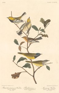 Svartstrupe grønnsanger, svartsanger og sørgesanger av Robert Havell after John James Audubon