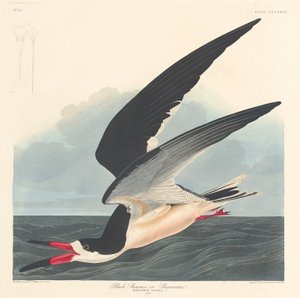 Svart skimmer av Robert Havell after John James Audubon