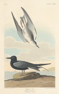 Svart tern av Robert Havell after John James Audubon