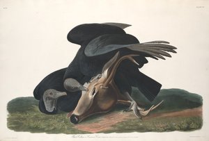 Svart gribb av Robert Havell after John James Audubon