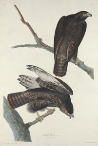 Svart kriger av Robert Havell after John James Audubon