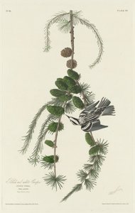 Svart og hvit kryp av Robert Havell after John James Audubon