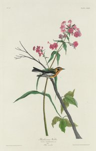 Blackburnian Warbler av Robert Havell after John James Audubon