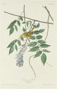 Blåøyd gulsanger av Robert Havell after John James Audubon