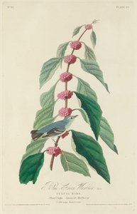 Blågrønn sangsanger av Robert Havell after John James Audubon