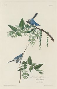 Blågrå fluesnapper av Robert Havell after John James Audubon