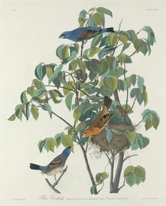 Blå Grosbeak av Robert Havell after John James Audubon