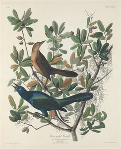 Grackle med båthale av Robert Havell after John James Audubon