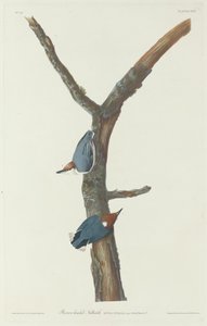 Brunhodet nøttetre av Robert Havell after John James Audubon