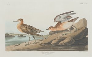 Buff-breasted Sandpiper av Robert Havell after John James Audubon