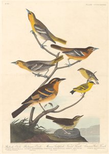 Bullock's Oriole, Baltimore Oriole, Meksikansk gullfink og variert trost