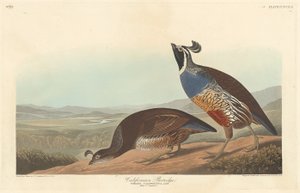 Californian rapphøne av Robert Havell after John James Audubon