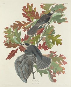 Canada Jay av Robert Havell after John James Audubon