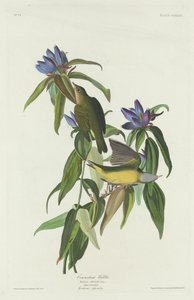 Connecticut Warbler av Robert Havell after John James Audubon