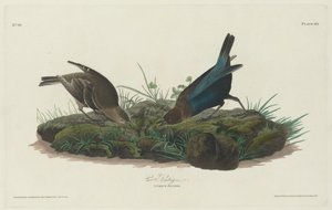 Kuspurv av Robert Havell after John James Audubon