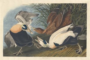 Ærfugl av Robert Havell after John James Audubon