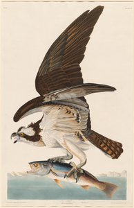 Fish Hawk av Robert Havell after John James Audubon