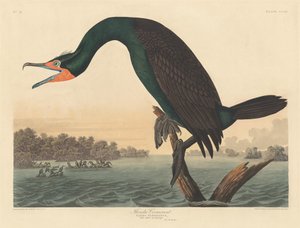 Florida skarv av Robert Havell after John James Audubon