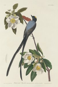 Gaffelhalefluesnapper av Robert Havell after John James Audubon