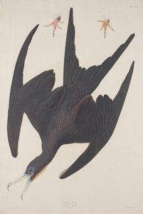 Fregatt pelikan av Robert Havell after John James Audubon