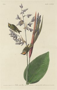 Gylden-Krested Wren av Robert Havell after John James Audubon